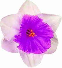 Nema Double Petals Narcissus Flower Seeds – Heirloom Non-GMO Seeds for Garden Planting