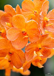 Orange Bell Orchid Seeds for Planting, NON GMO Seeds