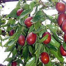 Heirloom Marron Jujube Fruit Seeds for Planting - Sweet and Nutritious Fruit for Home Gardens, Non-GMO Seeds
