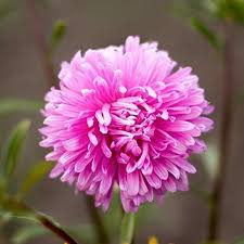Heirloom Rare Pink Chrysanthemum Flower Seeds – Non‑GMO Ornamental Seeds
