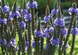 Organic Heirloom Non-GMO Blue Verbena Hastata Seeds for Planting – Pollinator Blooms