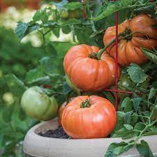 Beefsteak Tomatoes Seeds for Planting - 100 Pcs pcs