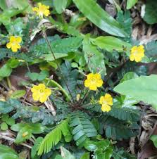 Biophytum Plant Seeds for Garden - NON GMO Seeds