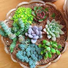 Mixed Sempervivum Hybridum Planting Seeds for Garden NON GMO Seeds