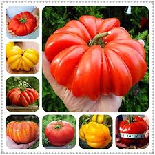 Heirloom Giant Tomato Seeds for Planting, Multi-Colour, 100 Pcs pcs