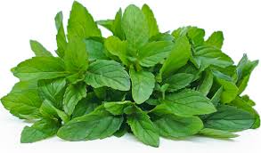 Green Mint Plant Seeds for Planting-Aromatic and Edible Gardens – Fresh Herb for Your Garden