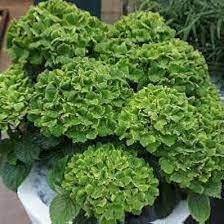 Dark Green Hydrangea Flower Planting Seeds for Garden NON GMO Seeds