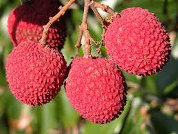 Brewster Lychee Fruit Seed Pack for Planting - Tropical, Sweet Fruit Growth for your Backyard Orchid