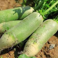 Green Radish Raphanus sativus for planting in home garden