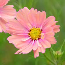 Cosmos Apricotta Flower Seeds for Planting â€“ Soft Peach-Pink Blooms, Heirloom & Non-GMO