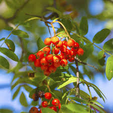 Sorbus aucuparia Rowan tree seeds for gardens