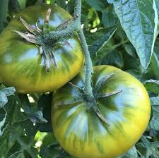 Cherokee Green Tomato Solanum lycopersicum seeds for garden planting