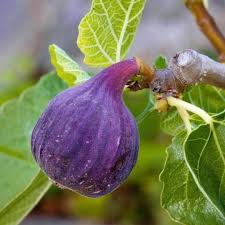Purple figs fruit seeds for growing