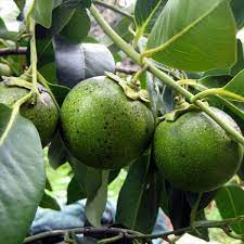 Sapote Fruit Seed Collection for Tropical, Creamy Fruit Growth 100 Pcs pcs