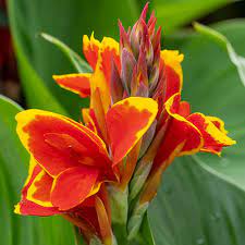 Red Golden Flame Canna Lily (Canna Indica) flower seeds for Planting - heirloom and Non-GMO garden seeds