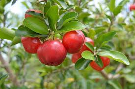 Red Malpighia glabra fruit seeds for planting