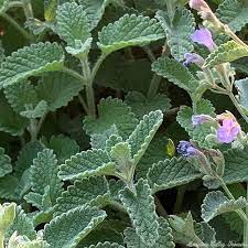 Green Cat Mint Plant Seeds for Aromatic and Pet-Friendly Gardens Scientific Name Placeholder for planting in home garden