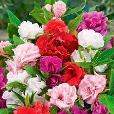 Double Camellia Mixed Seeds for Planting – Organic, Heirloom, Non-GMO Fresh Flower Seeds
