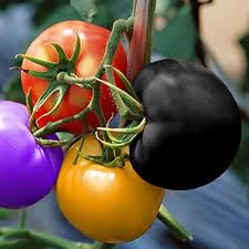 Rainbow Tomato Seeds for Planting - Assorted Colors - heirloom & Non GMO Seeds
