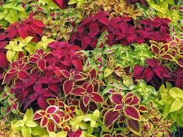 Mix Coleus Canina Plant Seeds for Planting - NON GMO Seeds
