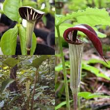 Green Arisaema Triphyllum Planting Seeds for Garden NON GMO Seeds
