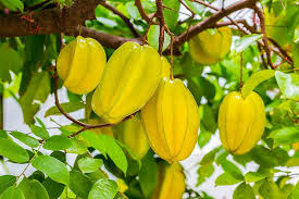 Thai starfruit Averrhoa Carambola seeds
