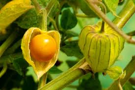Ground Cherries Vegetable Seeds for Planting - 100 Pcs pcs