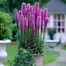 Liatris Spicata Flower Seeds for Planting ,Heirloom Seeds - Spicata for planting in home garden