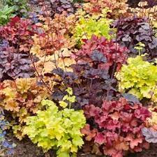 Mixed Heuchera Micrantha Seeds for Planting - Heirloom, NON-GMO Perennial Seeds for Garden & Landscaping