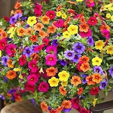Mixed Hanging Petunia Flower Seeds for Planting - Heirloom, NON-GMO Seeds for Vibrant Garden Blooms for planting in home garden