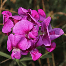 Violet Lathyrus Odoratus Flower Seeds for Planting, 100 pcs