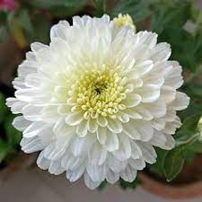 White Chrysanthemum Flower Seeds for Planting, NON GMO Seeds
