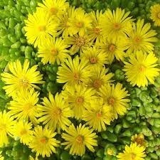 Yellow Delosperma Nubigenum or Ice Plant Flower Planting Seeds for Garden NON GMO Seeds