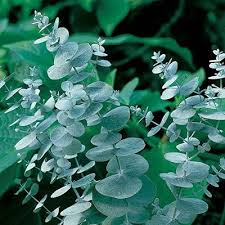 Sea Blue Eucalyptus Gunnii Plant Seeds for Planting-Heirloom & Non-GMO Seeds for planting for planting in home garden