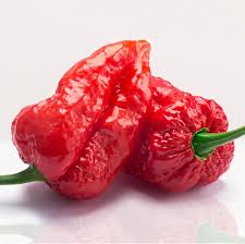 Bhut Jolokia Pepper Capsicum chinense for planting in vegetable patch