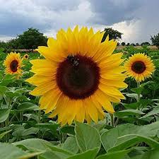 Yellow Sunflower Seeds for Planting â€“ Bright Garden Blooms, Easy to Grow, Non-GMO