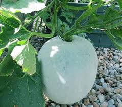 Ash Gourd Vegetable Seeds for Planting, 100 Pcs pcs
