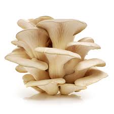 Oyster Mushroom Seeds for Planting - 100 Pcs pcs