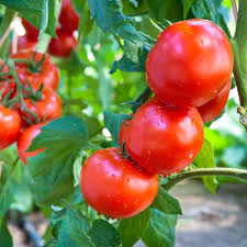 Tomato Seeds for Home Gardening, 100 Pcs pcs