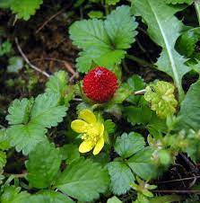Edible Red Mock Strawberry Potentilla indica seeds for planting in home garden