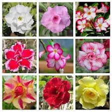 Mixed Adenium Rose Plant Seeds for Planting - Heirloom, Non-GMO Garden Seeds for Growing