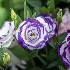 Violet White Lisianthus Flower Seeds for Planting - Heirloom, NON-GMO Seeds - Beautiful Garden Blooms