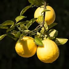 Ponderosa Lemon Fruit Seeds for Planting - Grow This Aromatic Fruit for Your Garden, Heirloom & GMO Free Seeds