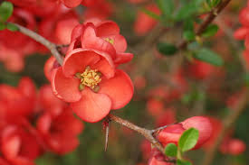 Red Chaenomeles Japonica Planting Seeds for Garden NON GMO Seeds