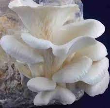 Corofitam Mushroom Spawn Seeds for Planting - 100 Pcs pcs