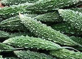 CO1 Bitter Gaurd Vegetable Seeds for Planting - 100 Pcs pcs