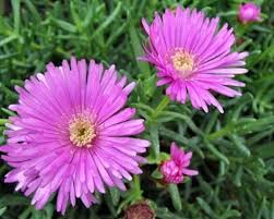 Lampranthus Roseus Plant Seeds for Planting - Non-GMO Heirloom Garden Seeds for Your Garden
