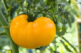 Dark Yellow Huge Tomato Seeds for Planting - 100 Pcs pcs