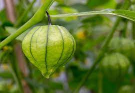 Cream Tomatillo Fruit Seeds - Tangy Fruit for Salsa and Sauces 100 Pcs pcs