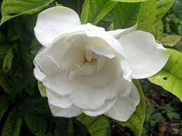 CAPE JASMINE Jasminiodes Fragrant White Shrub Flower Seeds for Planting